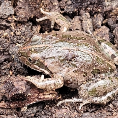 Limnodynastes tasmaniensis (Spotted Grass Frog) at Wanna Wanna Nature Reserve - 5 Jul 2022 by trevorpreston