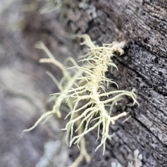 Usnea sp. (genus) (Bearded lichen) at QPRC LGA - 5 Jul 2022 by trevorpreston