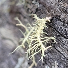 Usnea sp. (genus) (Bearded lichen) at Wanna Wanna Nature Reserve - 5 Jul 2022 by trevorpreston