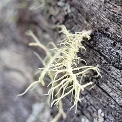 Usnea sp. (genus) (Bearded lichen) at Wanna Wanna Nature Reserve - 5 Jul 2022 by trevorpreston