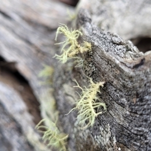 Usnea sp. (genus) at Carwoola, NSW - 5 Jul 2022 02:43 PM