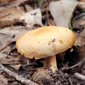 zz agaric (stem; gills not white/cream) at Carwoola, NSW - 5 Jul 2022 02:41 PM