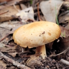 Unidentified Cap on a stem; gills below cap [mushrooms or mushroom-like] (TBC) at Carwoola, NSW - 5 Jul 2022 by trevorpreston