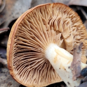 zz agaric (stem; gills not white/cream) at Carwoola, NSW - 5 Jul 2022 02:41 PM