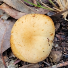 zz agaric (stem; gills not white/cream) at Carwoola, NSW - 5 Jul 2022