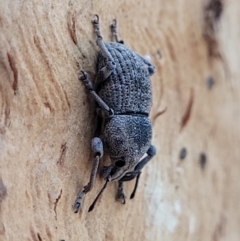 Polyphrades paganus (A weevil) at QPRC LGA - 5 Jul 2022 by trevorpreston