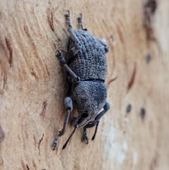 Polyphrades paganus (A weevil) at Carwoola, NSW - 5 Jul 2022 by trevorpreston