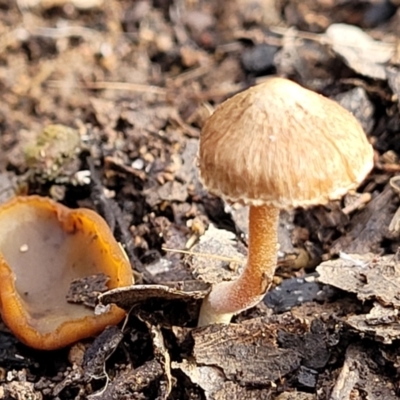 Inocybe sp. (Inocybe) at QPRC LGA - 5 Jul 2022 by trevorpreston