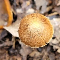 Inocybe sp. at Carwoola, NSW - 5 Jul 2022