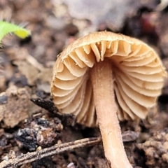 Inocybe sp. at Carwoola, NSW - 5 Jul 2022 02:37 PM