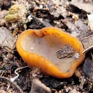 Aleurina ferruginea at Carwoola, NSW - 5 Jul 2022