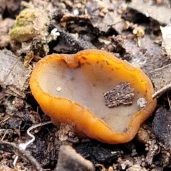 Aleurina ferruginea (Fleshy Cup Fungus) at Carwoola, NSW - 5 Jul 2022 by trevorpreston