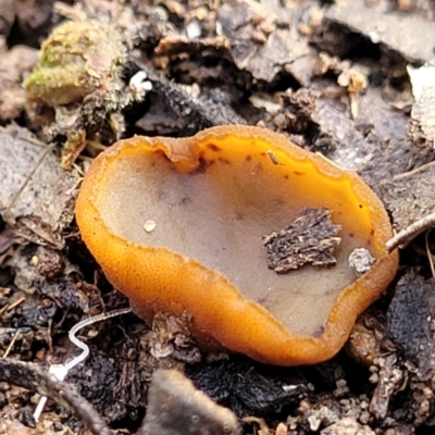 Aleurina ferruginea (Fleshy Cup Fungus) at Wanna Wanna Nature Reserve - 5 Jul 2022 by trevorpreston