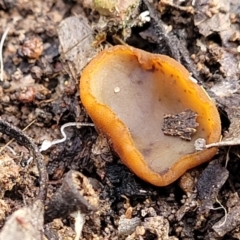 Aleurina ferruginea at Carwoola, NSW - 5 Jul 2022