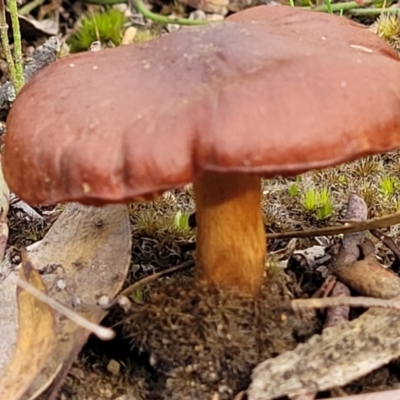 zz agaric (stem; gills not white/cream) at QPRC LGA - 5 Jul 2022 by trevorpreston