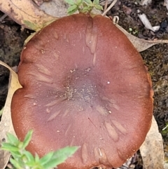 zz agaric (stem; gills not white/cream) at Carwoola, NSW - 5 Jul 2022