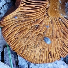 zz agaric (stem; gills not white/cream) at Carwoola, NSW - 5 Jul 2022