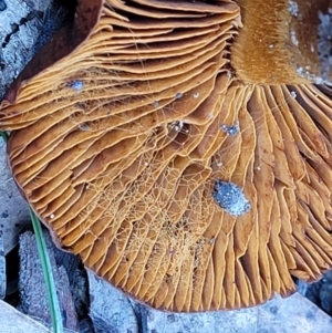 zz agaric (stem; gills not white/cream) at Carwoola, NSW - 5 Jul 2022