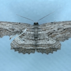 Scioglyptis loxographa (Light Grey Bark Moth) at Ainslie, ACT - 5 Nov 2021 by jb2602
