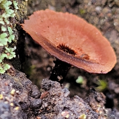 Coltricia sp. at Wanna Wanna Nature Reserve - 5 Jul 2022 by trevorpreston