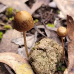 Unidentified Cap on a stem; gills below cap [mushrooms or mushroom-like] (TBC) at Carwoola, NSW - 5 Jul 2022 by trevorpreston