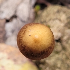 zz agaric (stem; gills not white/cream) at Carwoola, NSW - 5 Jul 2022 02:34 PM