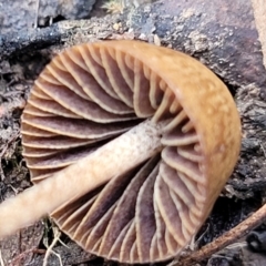 zz agaric (stem; gills not white/cream) at Carwoola, NSW - 5 Jul 2022