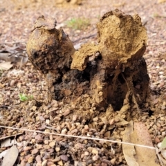 Pisolithus microcarpus (A puffball) at Carwoola, NSW - 5 Jul 2022 by trevorpreston