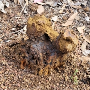 Pisolithus microcarpus at Carwoola, NSW - 5 Jul 2022