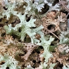 Cladia corallaizon at Carwoola, NSW - 5 Jul 2022 by trevorpreston
