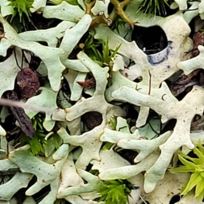 Parmeliaceae (family) (A lichen family) at Wanna Wanna Nature Reserve - 5 Jul 2022 by trevorpreston