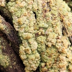 Lichen - crustose at QPRC LGA - 5 Jul 2022 by trevorpreston