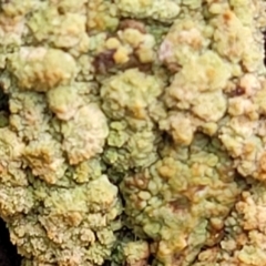 Lichen - crustose at Carwoola, NSW - 5 Jul 2022