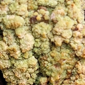 Lichen - crustose at Carwoola, NSW - 5 Jul 2022