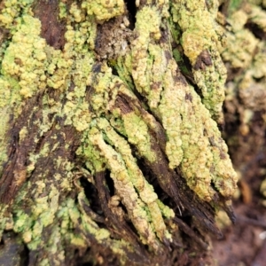 Lichen - crustose at Carwoola, NSW - 5 Jul 2022 02:23 PM