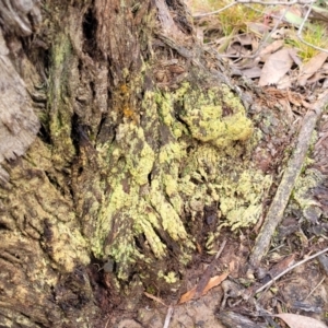 Lichen - crustose at Carwoola, NSW - 5 Jul 2022 02:23 PM