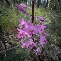 Dipodium roseum (Rosy Hyacinth Orchid) at Wingecarribee Local Government Area - 3 Jan 2022 by Kazgood