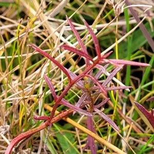 Haloragis heterophylla (Variable raspwort) at Carwoola, NSW by trevorpreston