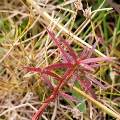 Haloragis heterophylla at Carwoola, NSW - 5 Jul 2022