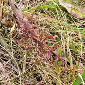 Haloragis heterophylla at Carwoola, NSW - 5 Jul 2022 02:21 PM