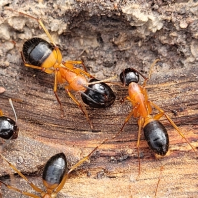 Camponotus consobrinus (Banded sugar ant) at QPRC LGA - 5 Jul 2022 by trevorpreston