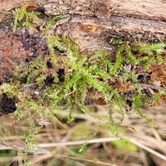 Unidentified Moss / Liverwort / Hornwort at QPRC LGA - 5 Jul 2022 by trevorpreston