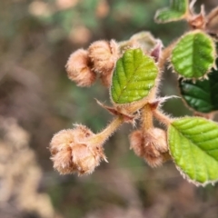 Pomaderris betulina (Birch Pomaderris) at Carwoola, NSW - 5 Jul 2022 by trevorpreston