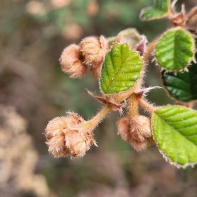 Pomaderris betulina (Birch Pomaderris) at Carwoola, NSW - 5 Jul 2022 by trevorpreston