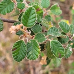 Pomaderris betulina at Carwoola, NSW - 5 Jul 2022