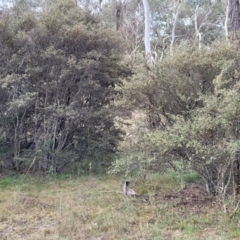 Pomaderris betulina at Carwoola, NSW - 5 Jul 2022
