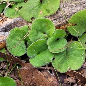 Dichondra repens (Kidney Weed) at Carwoola, NSW by trevorpreston
