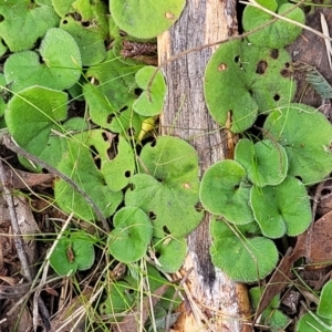 Dichondra repens at Carwoola, NSW - 5 Jul 2022 02:13 PM