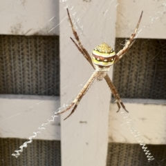 Argiope keyserlingi (St Andrew's Cross Spider) at Wingello - 11 Mar 2022 by Kazgood