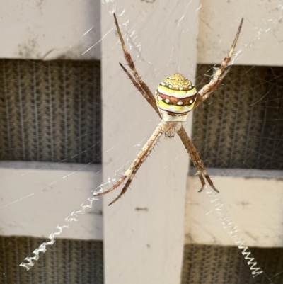 Argiope keyserlingi (St Andrew's Cross Spider) at Wingecarribee Local Government Area - 11 Mar 2022 by Kazgood